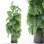 Plants collection 1031