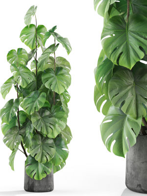 Plants collection 1031