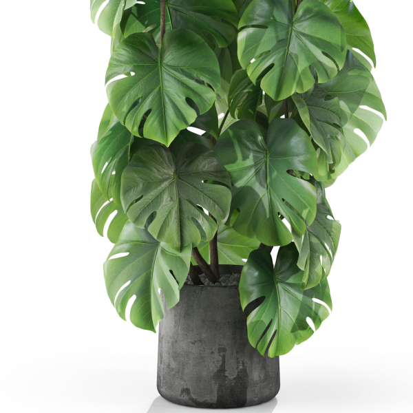 Plants collection 1031