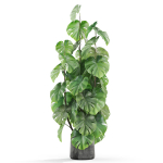 Plants collection 1031