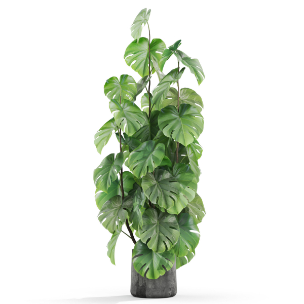 Plants collection 1031