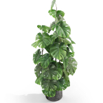 Plants collection 1031