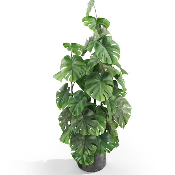 Plants collection 1031