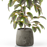 Plants collection 1032