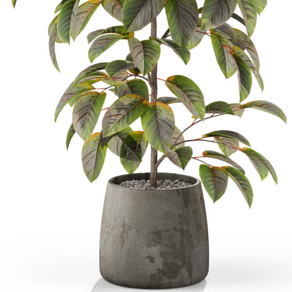 Plants collection 1032