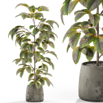 Plants collection 1032
