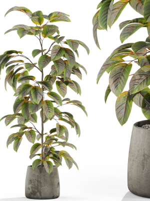 Plants collection 1032