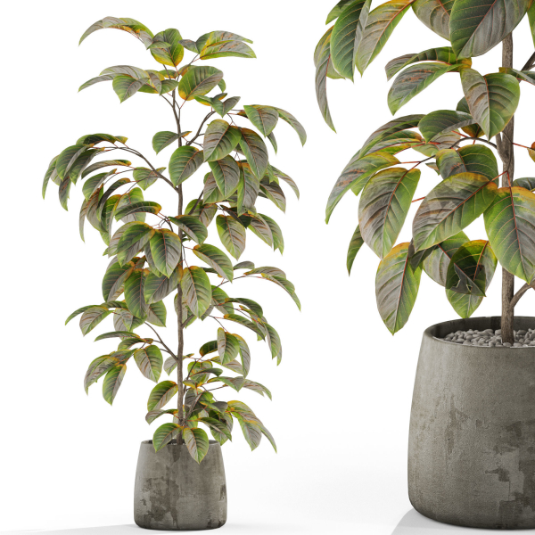 Plants collection 1032
