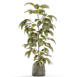 Plants collection 1032