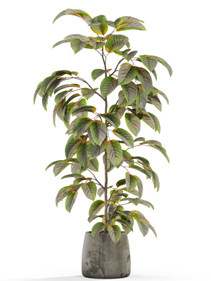 plants-collection-1032-3d-model-66d1111344