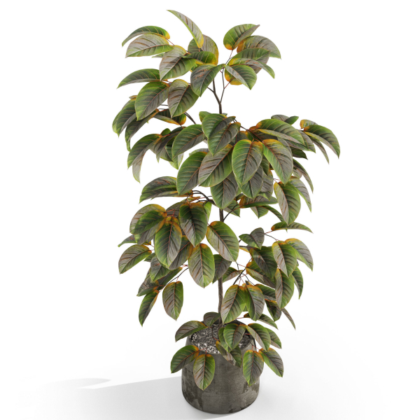 Plants collection 1032