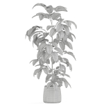 Plants collection 1032