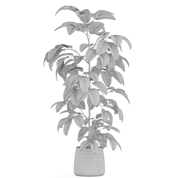 Plants collection 1032