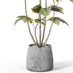 Plants collection 1033