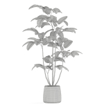 Plants collection 1033
