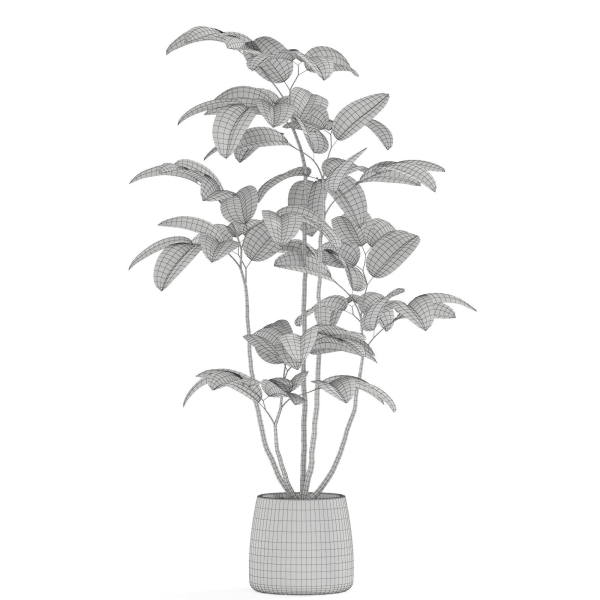 Plants collection 1033