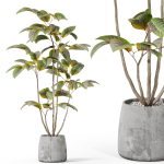Plants collection 1033