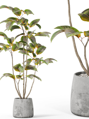 Plants collection 1033
