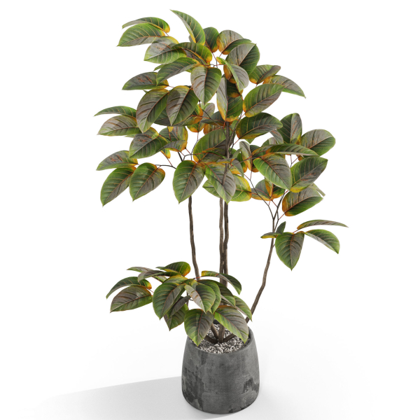 Plants collection 1033