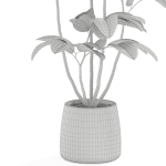 Plants collection 1033