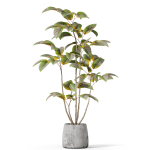 Plants collection 1033