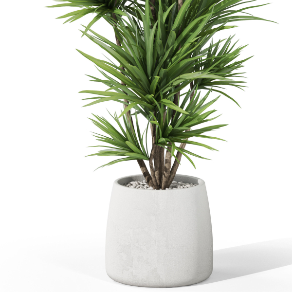Plants collection 1034