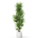 Plants collection 1034