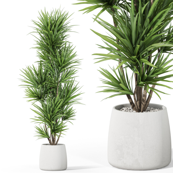 Plants collection 1034