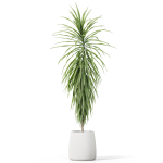 Plants collection 1035