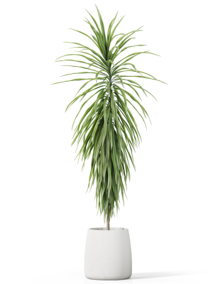 plants-collection-1035-3d-model-7abbe3bc78