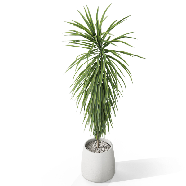 Plants collection 1035