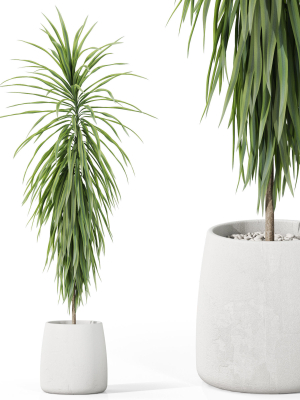 Plants collection 1035