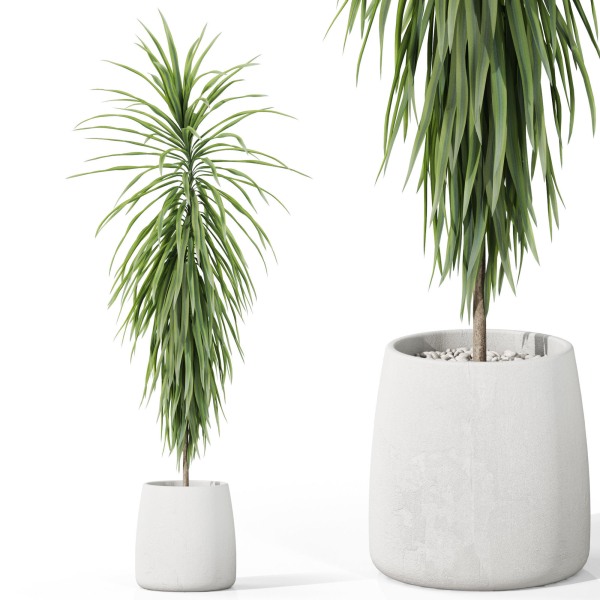 Plants collection 1035