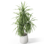 Plants collection 1036