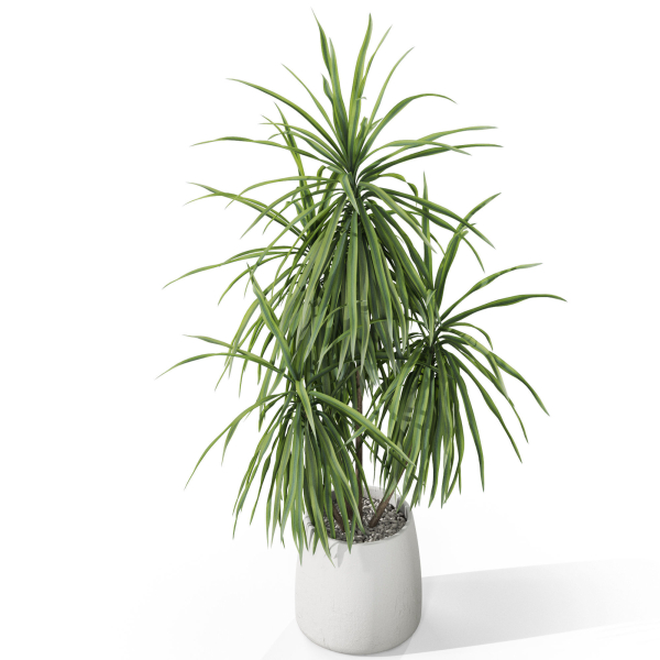 Plants collection 1036