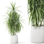 Plants collection 1036