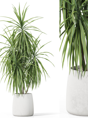 Plants collection 1036