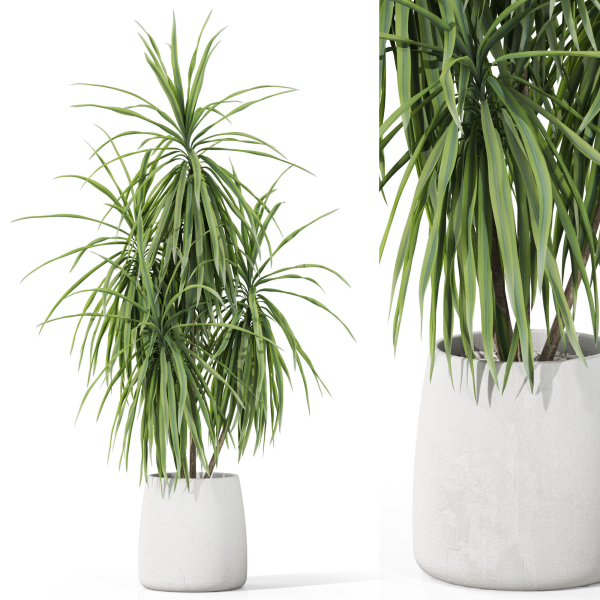 Plants collection 1036