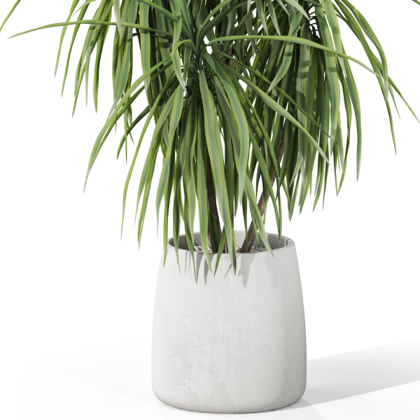 Plants collection 1036