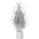 Plants collection 1036