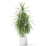 Plants collection 1036