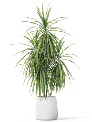 plants-collection-1036-3d-model-7de7b61734