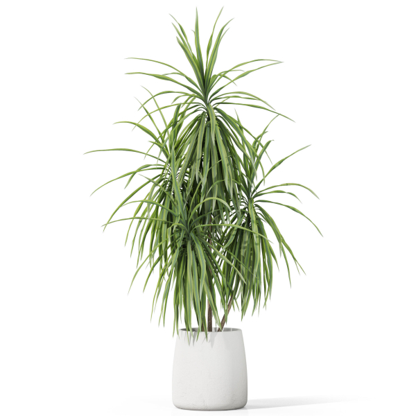 Plants collection 1036
