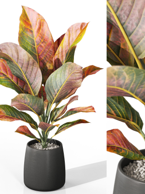 Plants collection 1037