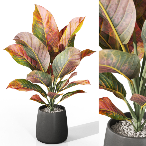 Plants collection 1037