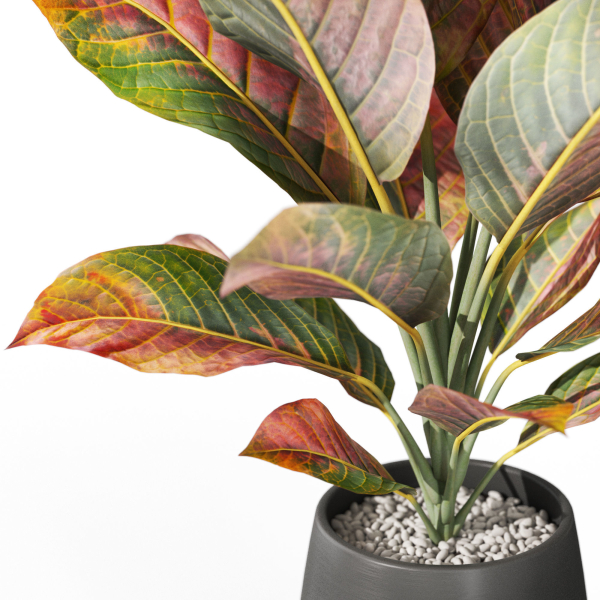 Plants collection 1037