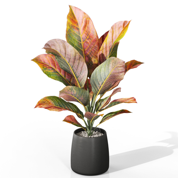 Plants collection 1037