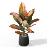 Plants collection 1037