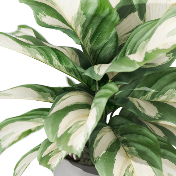 Plants collection 1038