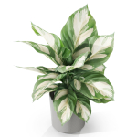 Plants collection 1038